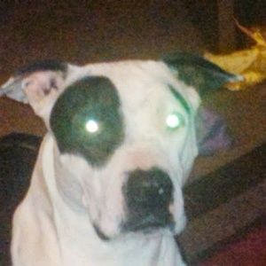 Meet your Posher, Charles